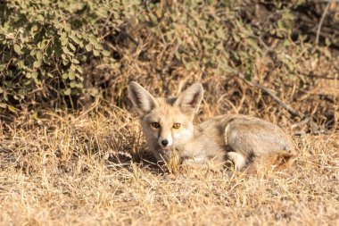 Keskin bakışları ve sivri kulaklarıyla, Rajasthan 'ın kuru otlaklarında etrafını dikkatle izleyen bir Çöl Tilkisi' nin çarpıcı görüntüsü..