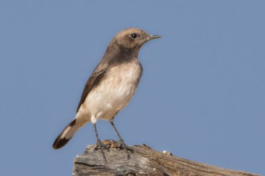 Dişi bir Picata şekil değiştiren değişken Wheatear 'ın toprak renkli tüyleri doğal ortamında sakince bir kayanın üzerinde dinleniyor..