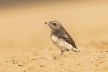 Değişken Wheatear 'ın dişi bir Picata şekli kurak bir ortamda yerde dinlenirken kumlu çevresine karışıyor..