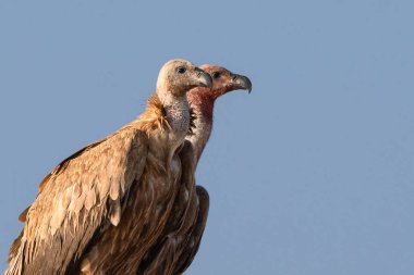 Büyüleyici Avrasya Griffon Akbabası kuru bir ağaç dalına tüneyerek batan güneşin sıcak altın ışığının tadını çıkarıyor..