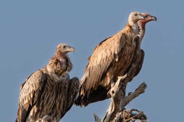 Himalayalı bir Griffon Akbaba ve iki Avrasyalı Griffon Akbabasının çarpıcı bileşimi, yıpranmış bir dala tünemiş ve dikkatle çevrelerini tarıyordu. Görkemli varlıkları, doğa temizlik ekibi olarak rollerinin altını çiziyor..
