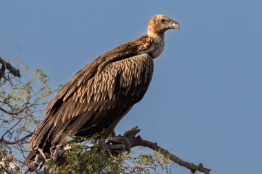 Görkemli bir Himalaya Griffon Akbabası bir ağacın tepesinde oturur, güçlü yapısını ve keskin bakışlarını açık gökyüzüne gösterir..