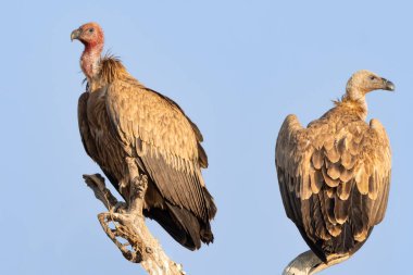 İki Avrasyalı Griffon Akbabası, bir sonraki uçuşları için keskin bakışlarıyla manzarayı tarayıp dururlar..