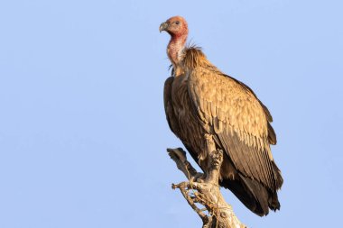 Yan yana oturan iki Avrasya Griffon Akbabası 'nın detaylı bir yakın çekimi. Karmaşık tüy şekillerini ve keskin özelliklerini vurguluyor..