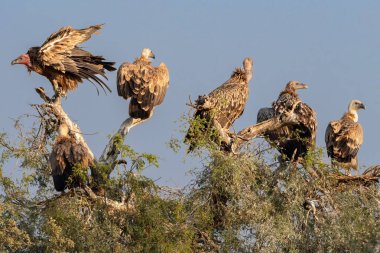 Himalaya Griffon Akbabaları ve Avrasya Griffon Akbabaları heybetli bir araya gelerek kurak bir ağacın tepesine tünediler ve bir sonraki yemeklerini bulmak için uçsuz bucaksız Thar Çölü 'nü araştırdılar..