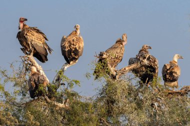 Himalaya Griffon Akbabaları ve Avrasyalı Griffon Akbabaları Rajasthan 'ın Thar Çölü' ndeki bir ağaca tüneyerek altın güneş ışığının altında güneşlendiler..