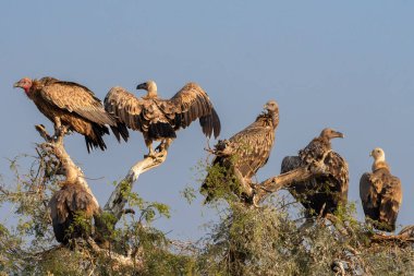 Akbabaların hareketli bir şekilde ele geçirilmesi, bir kuşun kanatlarını açması, diğerleri ise tüneyerek Thar Çölü 'nde güçlü bir sahne yaratıyor..