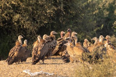Himalaya Griffon Akbabaları ve Avrasyalı Griffon Akbabaları, Rajasthan 'ın Thar Çölü' nün engin ve çorak topraklarında bir leşle beslenirken görüldü..