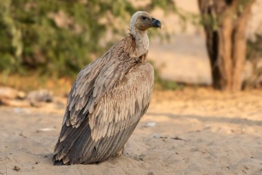 Muhteşem Avrasyalı bir Griffon Akbabası kurak zeminde sakince oturur tüyleri Rajasthan 'ın çöl renkleriyle harmanlanır. Akbabanın keskin bakışları ve sağlam gövdesi ekosistemdeki hakimiyetini gösteriyor..