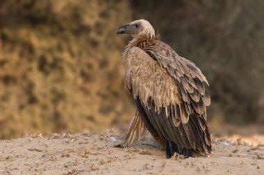 Himalaya Griffon Akbabası 'nın keskin gözleri kurak arazide dimdik dururken çevreyi tarar ve krallara layık bir varlık yayar..