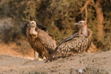 Bir çift büyük akbaba, bir Avrasya Griffonu ve bir Himalaya Griffonu, Rajasthan 'daki Thar Çölü' nün kumlu arazisinde dinlenirken görülüyor. Keskin gözleri çevreyi tarıyor..