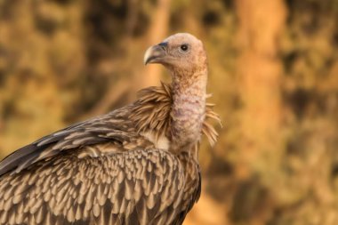 Himalaya Griffon Akbabası 'nın çarpıcı görüntüsü dimdik ayakta duruyor, katmanlı tüyleri Rajasthan' ın çöl rüzgarlarında güzelce sergileniyor..