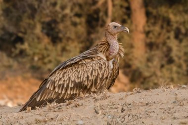 Yalnız bir Himalaya Griffon Akbabası, Thar Çölü 'nün sessiz altın tonlarına keskin bakışlarıyla bir durgunluk anında yakalandı..