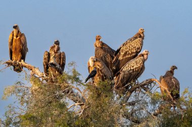 Avrasyalı ve Himalaya Griffon Akbabaları sürüsü Thar Çölü 'ndeki kuru bir ağacın dallarında toplanır ve tünemeye hazırlanırken sıcak altın ışıkta yıkanırlar..