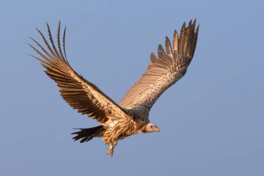 Uçuşun ortasında yakalanan bu Himalaya Griffon Akbabası tamamen genişlemiş kanat açıklığını sergiliyor ve çöl semalarındaki hakimiyetini vurguluyor..