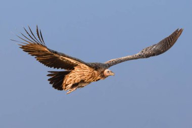 Himalaya Griffon Akbabası 'nın etkileyici kanat açıklığı ve karmaşık tüy detaylarını gözler önüne seren güçlü bir görüntüsü..