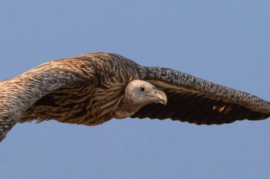 Himalaya Griffon Akbabası 'nın keskin gagasını ve keskin gözlerini engin gökyüzüne doğru süzülürken detaylı bir görüntüsü..
