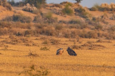 Avrasyalı bir Griffon Akbabası ve genç bir Cinereous Akbabası kurak arazinin altın renklerine karışarak Rajasthans Thar Çölü 'nün kumlu arazisinde dinleniyorlar..