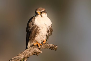 Bu dişi Laggar Falcon altın ışıkla yıkanmış bir dala dikkatle oturmuş. Delen gözleri ve güçlü pençeleri gerçek bir hava yırtıcısının özünü yansıtıyor..