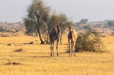 İki genç deve, seyrek çöl bitkileriyle çevrili, Rajasthans Thar Çölü 'nün engin altın manzarasında yan yana durur..