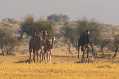 Rajasthan 'ın Thar Çölü' nün kurak arazisinde, altın araziyle kusursuz bir şekilde harmanlanmış, aralarında bir yavru devenin de bulunduğu küçük bir sürü bulunuyor. Kuru çevre ve seyrek bitki örtüsü çöl yaşamına adaptasyonlarını ön plana çıkarıyor..
