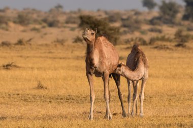 Bir anne devenin, yavrusunu Rajasthan 'ın Thar Çölü' nün kurak ovalarında beslerken yakaladığı hassas bir an aralarındaki güçlü bağı vurguluyor..