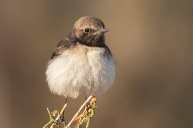 Değişken Wheatear 'ın dişi bir Picata şekli açık bir arazide zarif bir şekilde tünemiş ve çevresini gözlemliyor..