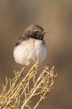 Değişken Wheatear 'ın barışçıl dişi Picata motifi, tetikte duruyor, doğal ortamına karışıyor..