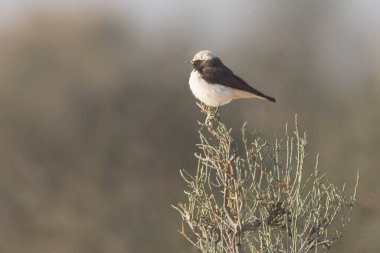 Değişken Wheatear 'ın seçkin erkek Capistrata motifi, çarpıcı soluk tacı ile siyah tüyleriyle çelişiyor..