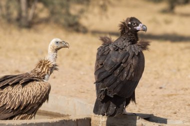 Genç Cinereous Vulture 'un yanında Thar Çölü' nün çorak topraklarındaki bir su birikintisinde dinlenen Avrasyalı bir Griffon Akbabasının çarpıcı bir görüntüsü..