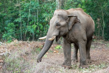 Yalnız bir Kumki fili, canlı yeşilliklerle çevrili Anamalai Kaplan Koruma Alanı 'nda sakince duruyor. Fil ormanın ortasında rahat bir şekilde ortaya çıkar. Görkemli varlığını ve vahşi doğayla olan bağlantısını gösterir..