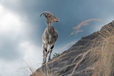 Kavisli boynuzları olan yalnız bir dağ keçisi (Nilgiri Tahr), kuru otlar ve dramatik bulutlu gökyüzü ile çerçevelenmiş kayalık bir yamaçta görkemli bir şekilde durur, Valparai..