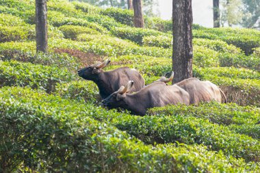 Üç görkemli Hint bizonu Valparai, Tamil Nadu 'nun canlı yeşil çay bahçelerinde otluyor. Durgun sabah ışığı, yemyeşil yaprakların arasında sakince yemek ararken güçlü boynuzlarını ve dokulu paltolarını vurgular..