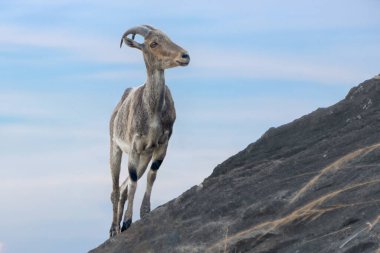 Yalnız bir Nilgiri Tahr Valparai 'de kayalık bir yamaçta zarifçe duruyor. Büyüleyici duruş ve dingin mavi gökyüzü uyumlu bir doğal manzara yaratır..
