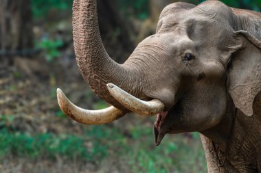 Emekli bir Kumki fili olan Kaleem 'in yakın çekimi, fildişi dişlerini Anamalai Tiger Reserve' de yemyeşil bir çay bahçesinde sergiliyor..