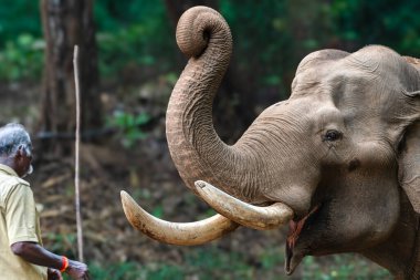 Emekli ve Kumki fili Kaleem, Anamalai Tiger Reserve 'in ormanlarının çevresinde mahoutuyla birlikte duruyor ve insan ile hayvan arasında huzurlu bir bağ olduğunu gösteriyor..