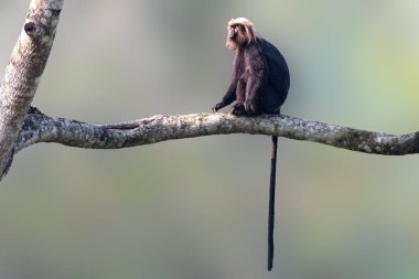 Nadir bulunan bir primat türü olan Nilgiri langur, Valparai 'nin sakin yeşil zemininde bir ağaç dalına tünemektedir. Uzun kuyruğu ve altın tacı huzur dolu ana zarafet katar..