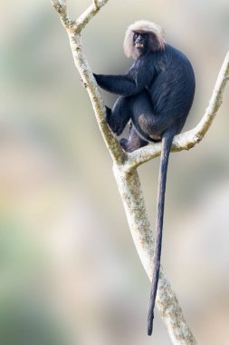 Bir Nilgiri langur, kendine has altın kafasıyla Valparai 'de bir ağaç dalına tünemiştir. Arka plan yumuşak, bulanık yeşillik içeriyor. Bu eşsiz primatın yaşam ortamının sakin vahşi yaşam ortamını vurguluyor..