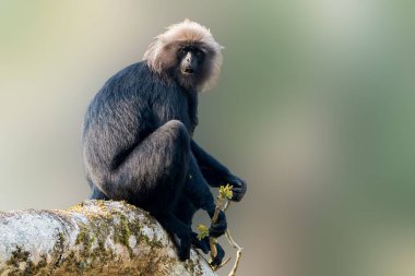 Bir nilgiri langur, filizlenen bir dal tutarak yosun kaplı bir ağaç dalına oturur. Primatın koyu renkli kürkü açık renk kafası ve bulanık yeşil arkaplanıyla çok güzel tezat oluşturuyor..