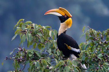 A stunning great hornbill with vibrant yellow and black plumage perches on a fruit-laden tree branch against a blurred green and blue backdrop in a serene natural setting of Anamalai Tiger Reserve
