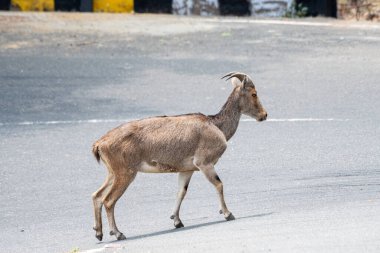 Yalnız bir Nilgiri Tahr, nadir bir dağ keçisi türü, güneşli bir günde Valparai 'de bir saç tokası kıvrımında yürüyor. Hayvanın zarif duruşu kentsel bir ortama karşı koyuyor..