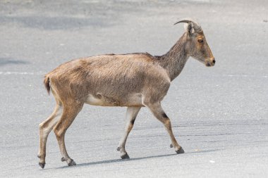 Nesli tükenmekte olan bir dağ keçisi olan görkemli Nilgiri Tahr Valparai 'de zarif bir şekilde virajı geçiyor. Hayvanın dokulu kahverengi paltosu ve kıvrımlı boynuzu, şehir ayarıyla çelişiyor..