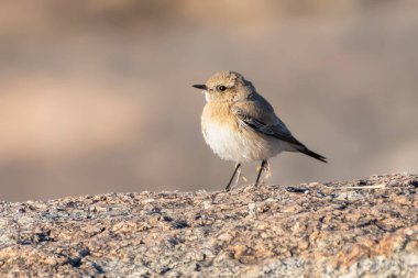Çöl Wheatear kuşu tüylü beyaz bir göbeğe sahiptir Jawai, Rajasthan 'da güneşli bir kayalık yüzey üzerinde dinlenir, vahşi doğada sakin bir altın saat boyunca.