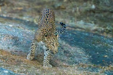 Bir leopar Jawai, Rajasthan 'da engebeli kayalık arazide sinsice dolaşıyor. Keskin bakışları ve güçlü duruşu zarafet ve güç yayar, doğal çevreyle mükemmel bir şekilde harmanlanır..