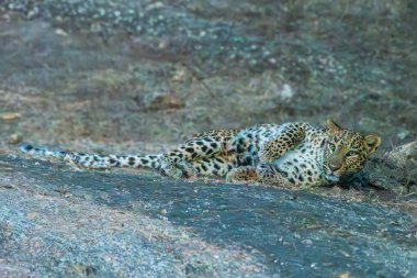 Çarpıcı benekli kürklü bir leopar Jawai, Rajasthan 'daki orman zemininde zarifçe yatıyor, doğal doğaya kolayca karışıyor..
