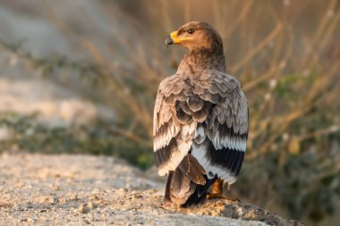 Steppe Eagle komuta eden bir varlıkla oturur ve etrafını dikkatlice tarar. Keskin bakışları ve dik duruşu yetenekli bir avcının içgüdülerini yansıtır..