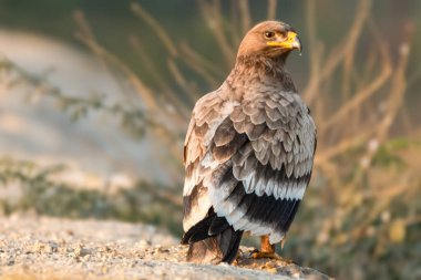 Yerde oturan Steppe Eagle, yoğun gözleri potansiyel tehdit ve avları tararken derin bir gözlem altında görünür. Hareketsizliği, içindeki gücü gizliyor..