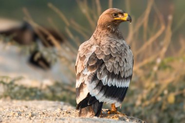 Otorite duruşuyla, Steppe Eagle hareketsiz ama etrafındakilerin son derece farkında. Keskin bakışları ve kasları vahşi doğadaki egemenliğini vurguluyor..