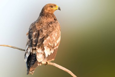Steppe Eagle, yüksek görüş açısıyla araziyi sarsılmaz bir dikkatle izliyor. Keskin gözleri ve dengeli duruşu onu gerçek bir hükümdar yapar..