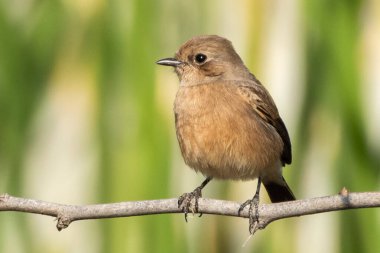 Dişi bir fareli köyün çalısı bir dala nazikçe oturur. Topraksı kahverengi tüyleri otlağın yumuşak yeşil arka planıyla güzelce harmanlanır..